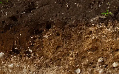 Учёные впервые обнаружили, что у почвы есть «память»