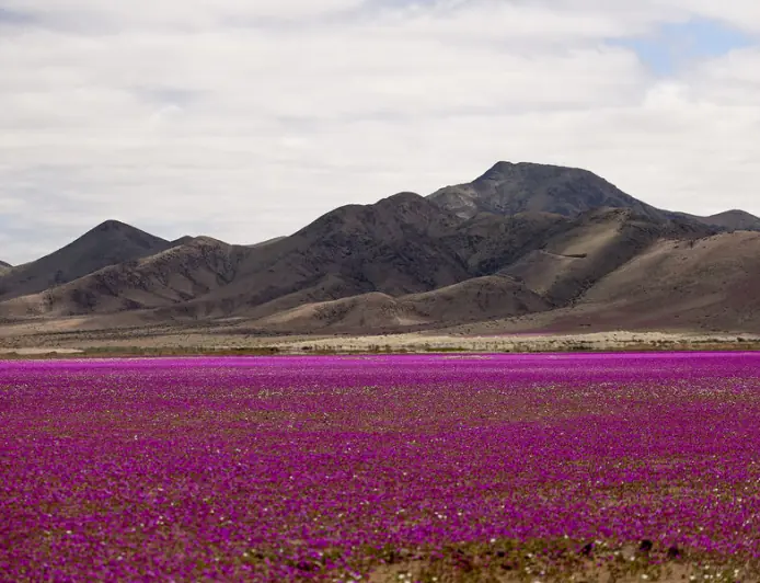 Dünýäniň iň gurak çölünde güller açyldy