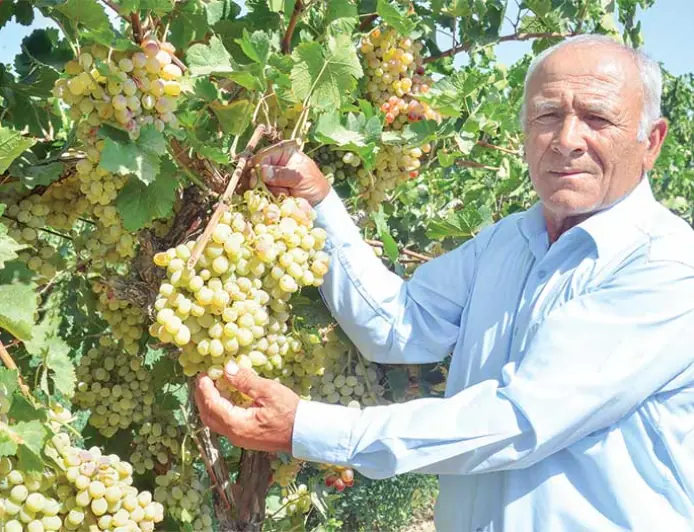 Секреты богатого урожая виноградников Чарджева