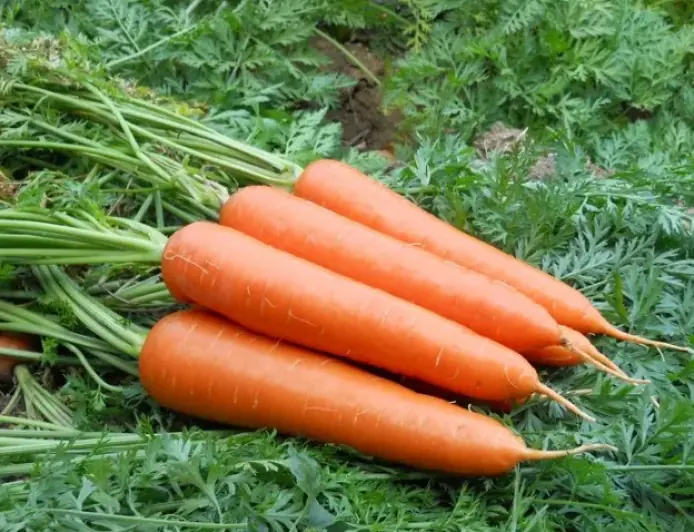 Цель – в кратчайшие сроки собрать богатый урожай овощей