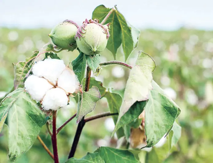 Gowaça — adamzadyň gadymdan bäri ösdürip ýetişdirýän gymmatly ösümligi