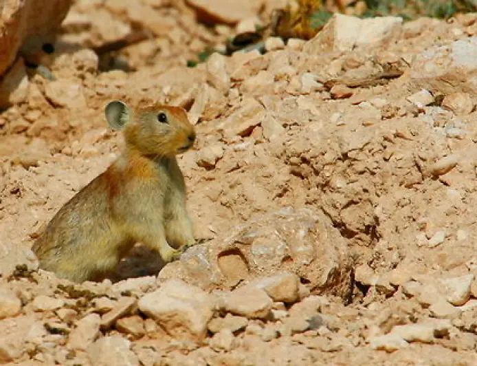 Афганский пищуха — редкий обитатель горных равнин Азии