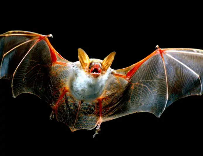 У бразильских летучих мышей обнаружен новый коронавирус