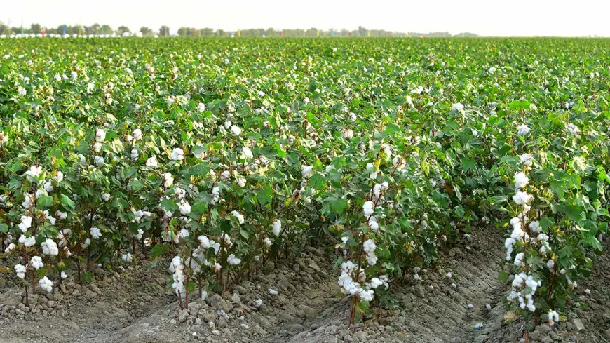 Sayat's "White Gold" Masters Harvest Over 45 Centners