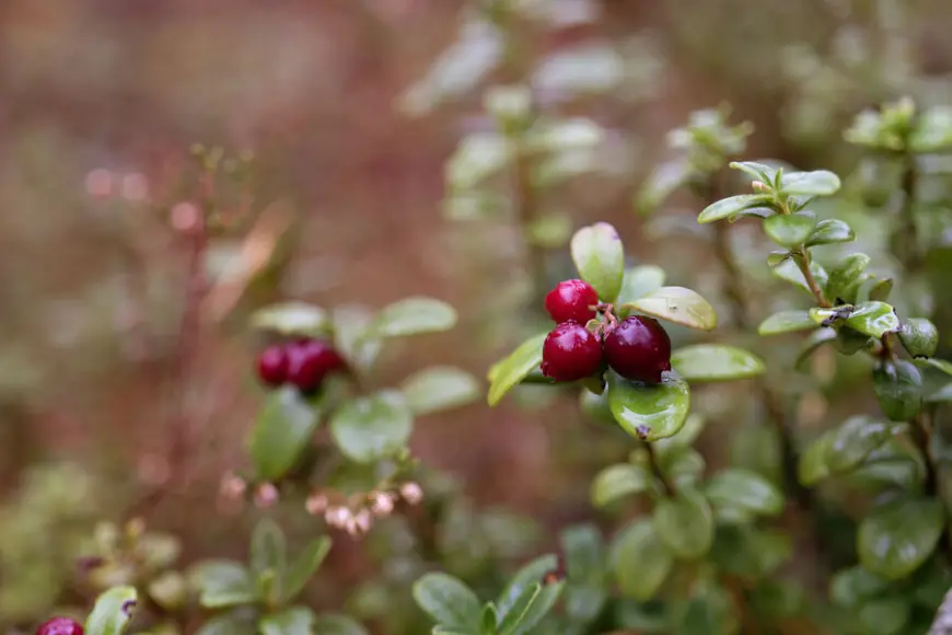 Названа ягода, полезная при простатите