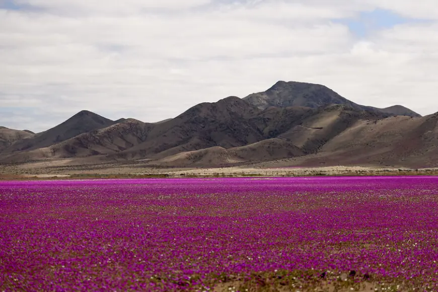 Dunyoning eng qurg‘oqchil cho‘lida gullar ochildi