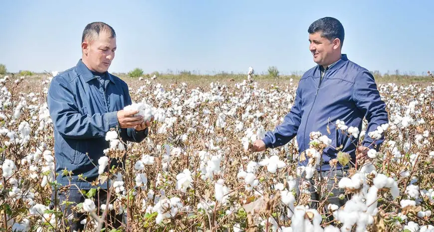 The Blessing of White Gold in Sayat — Through Farmers’ Dedication