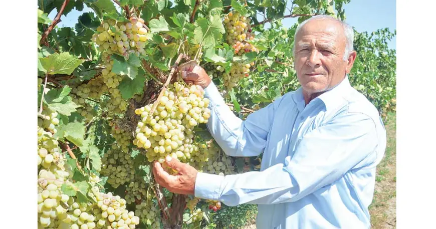 Секреты богатого урожая виноградников Чарджева