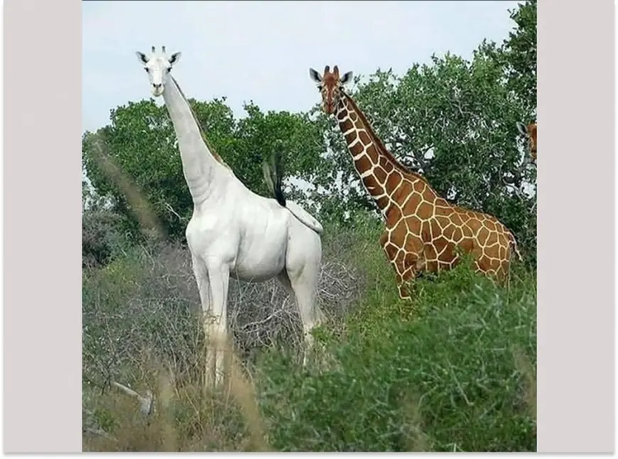 The Last Representative of Its Kind: The Only White Giraffe in the World