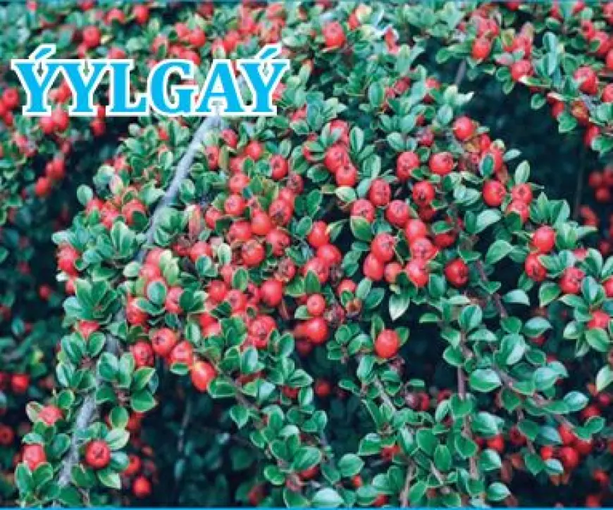 В Лебапском велаяте, в Койтендагском этрапе, широко выращивается лекарственное растение – кизильник