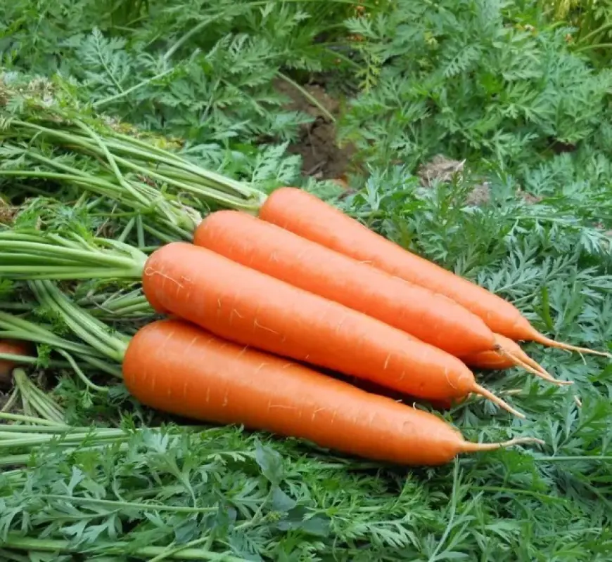 Цель – в кратчайшие сроки собрать богатый урожай овощей