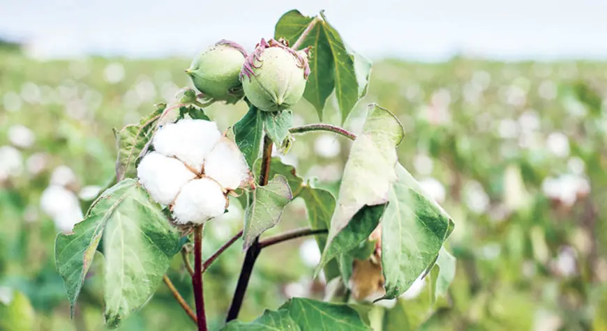 Gowaça — adamzadyň gadymdan bäri ösdürip ýetişdirýän gymmatly ösümligi