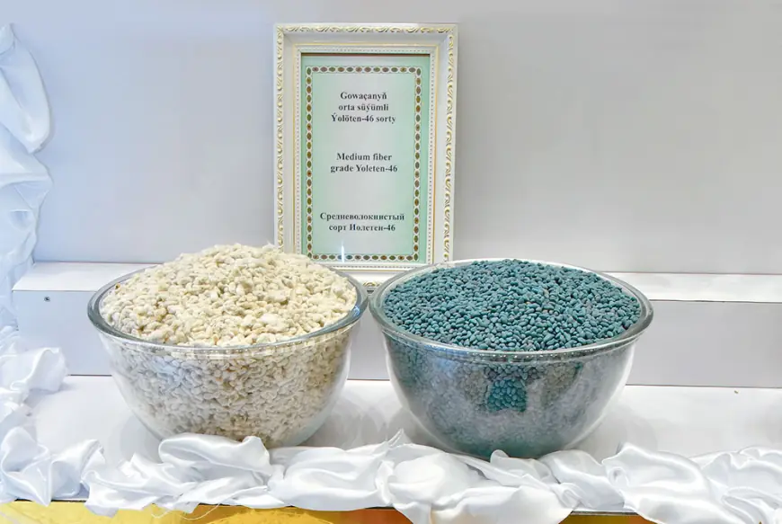 Gowaça tohumçylygynyň ähmiýeti: ýokary hasyl we hil üçin ylmy esaslar möhüm