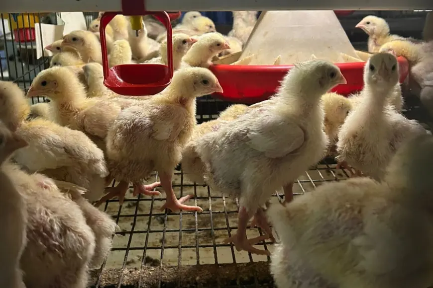 Обнаружена неожиданная опасность мяса птицы