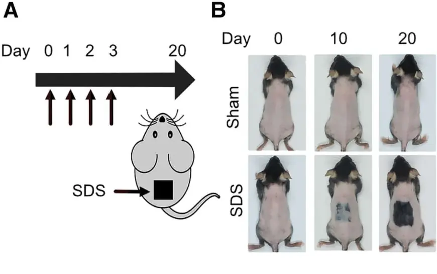 Taiwanese Scientists Develop New Cure for Baldness — Mice Regrew Hair in Just 20 Days