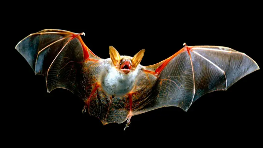 New Coronavirus Discovered in Brazilian Bats