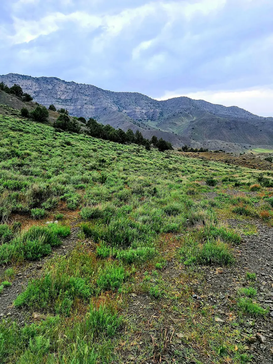 Богатство туркменской земли: лекарственные растения на мировом рынке