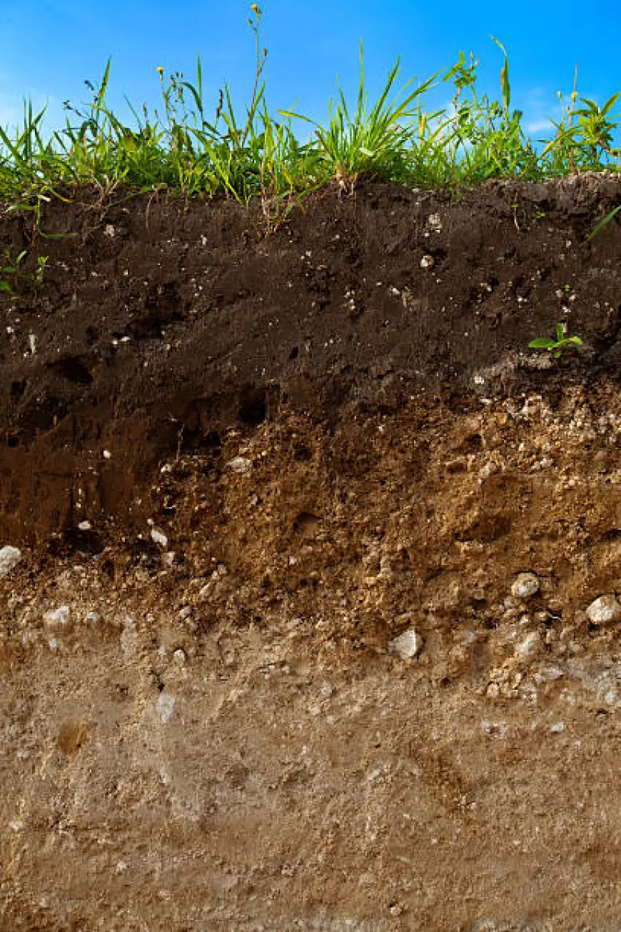 Alymlar ilkinji gezek topragyň “ýadynyň” bardygyny anykladylar