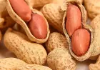 Roasted peanuts improve brain blood flow and memory