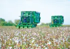 Fertile Land Yields: Cotton Harvest in Lebap Continues Successfully