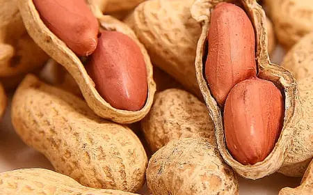 Qovurilgan yer yongʻogʻi miya qon aylanishini va xotirani yaxshilaydi