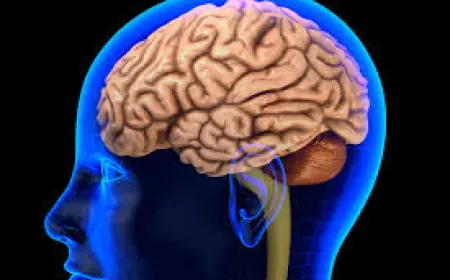 Scientists reveal the secret of high intelligence