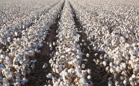 Baýmyrat Söýünow — Zähmetde ýetilen üstünligiň mysaly