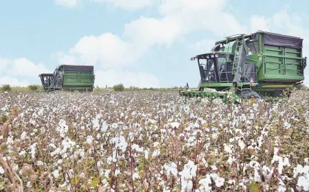 Tejribeli daýhan Rozykul Hezzekow: «Ýylyň-ýylyna zähmetiň hasyly»