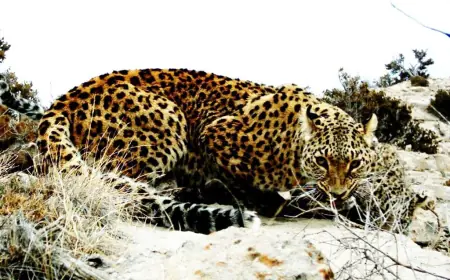 Geçigaplaňlar – tebigatyň duýgur we özboluşly ýaşaýjylary