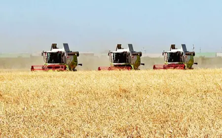 Oba hojalygy Gazagystan türkmen bazaryna gazak bugdaýynyň ekspotyny giňeltmegi meýilleşdirýär