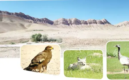 Tallymerjen düzlügi — Türkmenistanyň ornitologik gözegçilik merkezlerinden biri