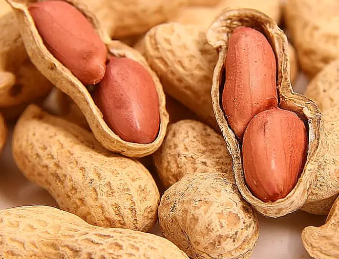 Qovurilgan yer yongʻogʻi miya qon aylanishini va xotirani yaxshilaydi