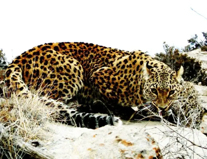 Geçigaplaňlar – tebigatyň duýgur we özboluşly ýaşaýjylary