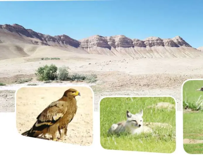 Tallymerjen düzlügi — Türkmenistanyň ornitologik gözegçilik merkezlerinden biri