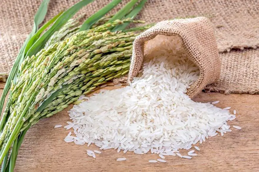 A Bountiful Rice Harvest Gathered in Lebap Province