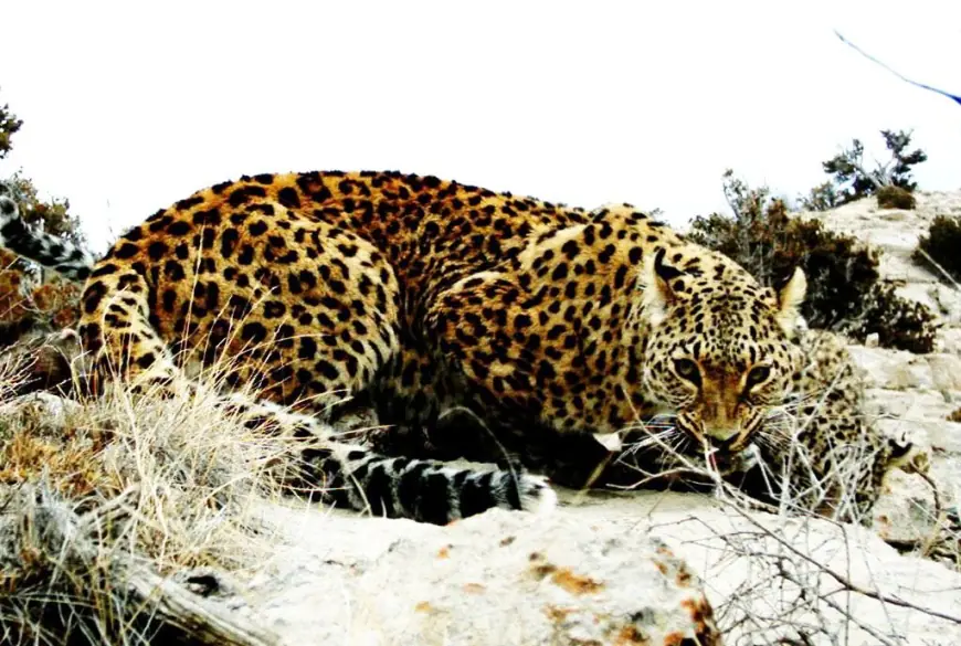 Geçigaplaňlar – tebigatyň duýgur we özboluşly ýaşaýjylary