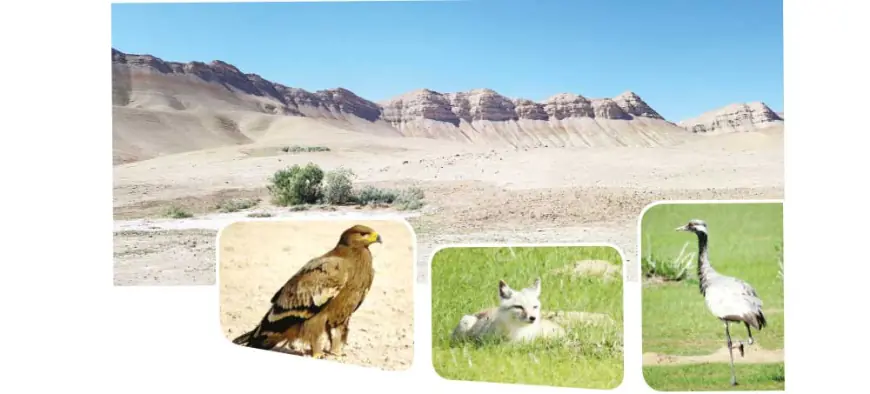 Tallymerjen düzlügi — Türkmenistanyň ornitologik gözegçilik merkezlerinden biri