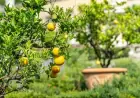 A Modern Approach to Lemon Cultivation