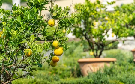 Limon ösdürmekde täzeçe çemeleşme