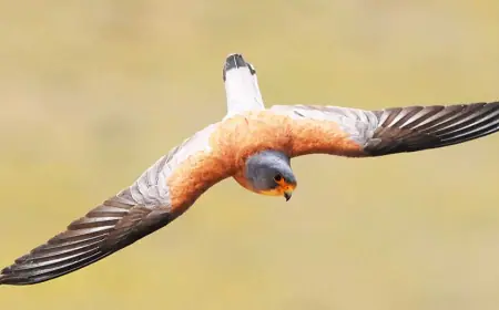 SÄHRA GÖWENEGI — TEBIGATYŇ ÝAŞAÝAN GYMMATLYGY