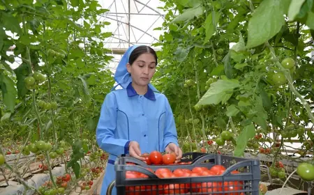 Казахстан ускорит ввоз туркменских овощей через «зеленые коридоры»