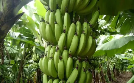 Yhlas bilen ösdürilen miweli bag