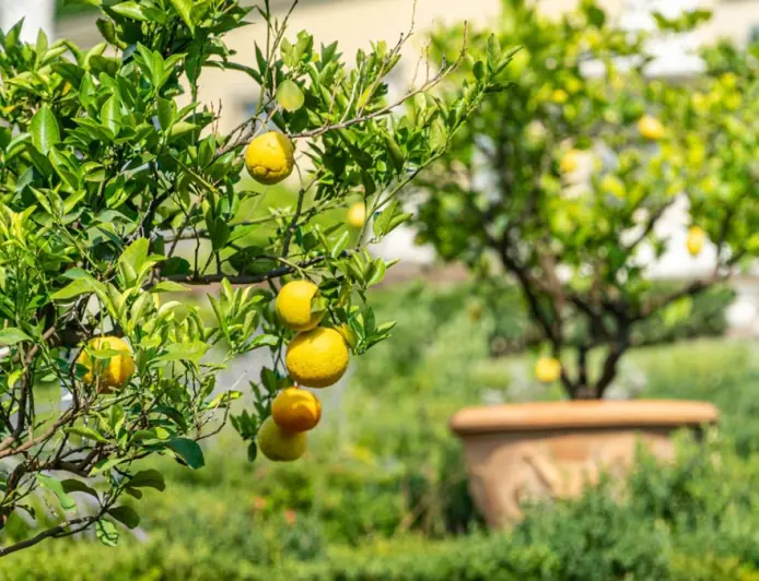 Limon ösdürmekde täzeçe çemeleşme