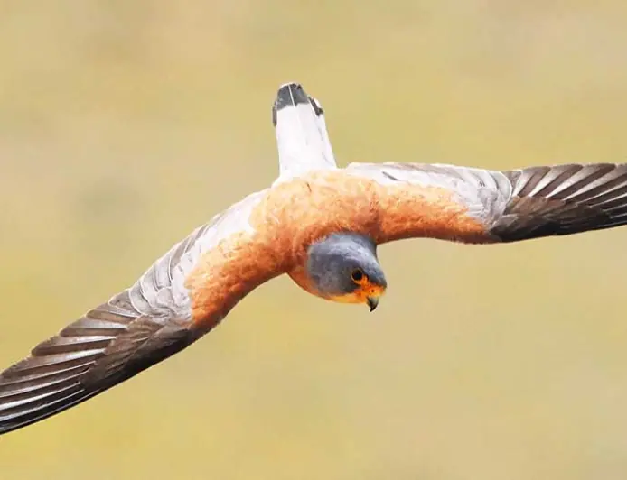 SÄHRA GÖWENEGI — TEBIGATYŇ ÝAŞAÝAN GYMMATLYGY
