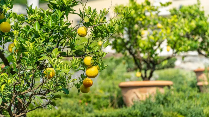 Limon ösdürmekde täzeçe çemeleşme