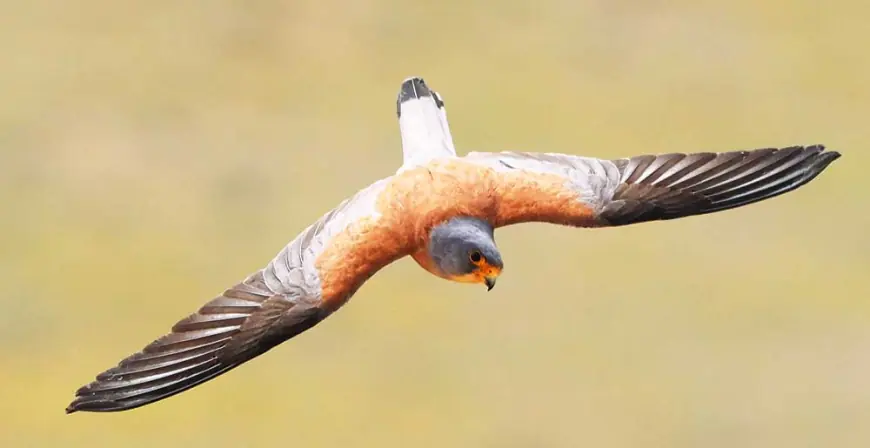 SÄHRA GÖWENEGI — TEBIGATYŇ ÝAŞAÝAN GYMMATLYGY