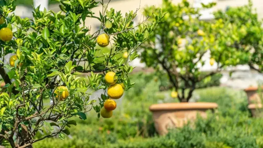Limon yetishtirishda yangicha yondashuv