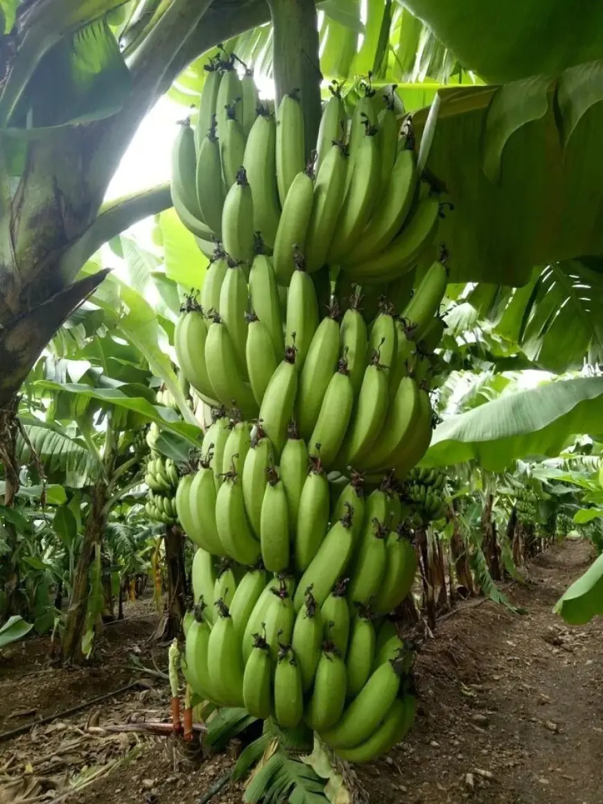 Yhlas bilen ösdürilen miweli bag